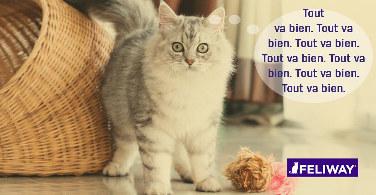 Comment Calmer Un Chat Anxieux